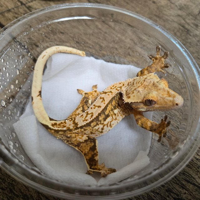 트라이 익스트림할리퀸