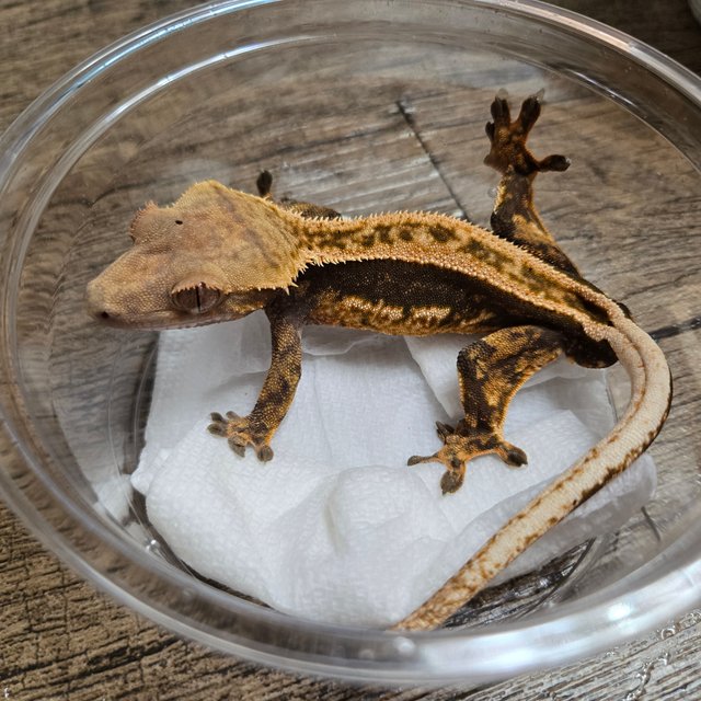 슈퍼스트라이프 풀핀