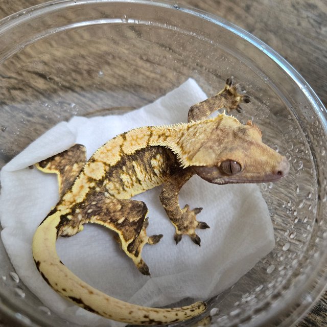 트라이 익스트림할리퀸