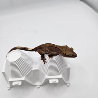 팬텀 카푸치노 100%헷아잔틱