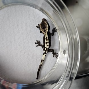 카푸치노 아잔틱