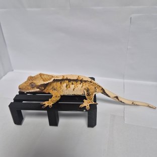 트라이 익스트림할리퀸