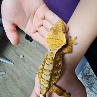 트라이