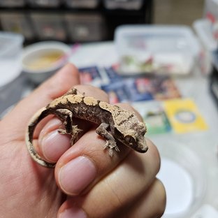 노멀 100%헷아잔틱