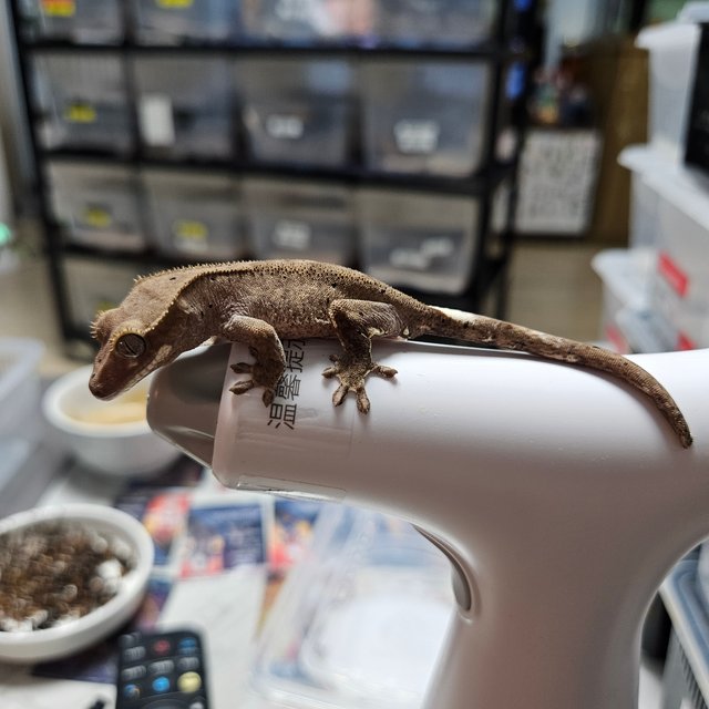 팬텀 카푸치노 100%헷아잔틱