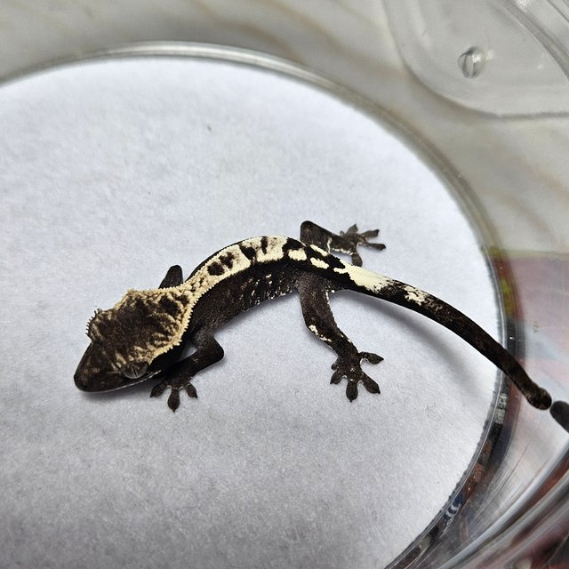 카푸치노 아잔틱