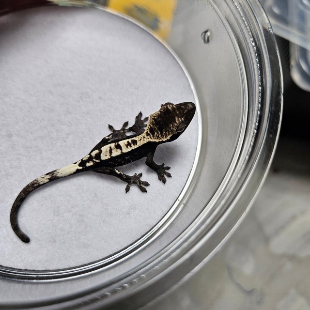 카푸치노 아잔틱