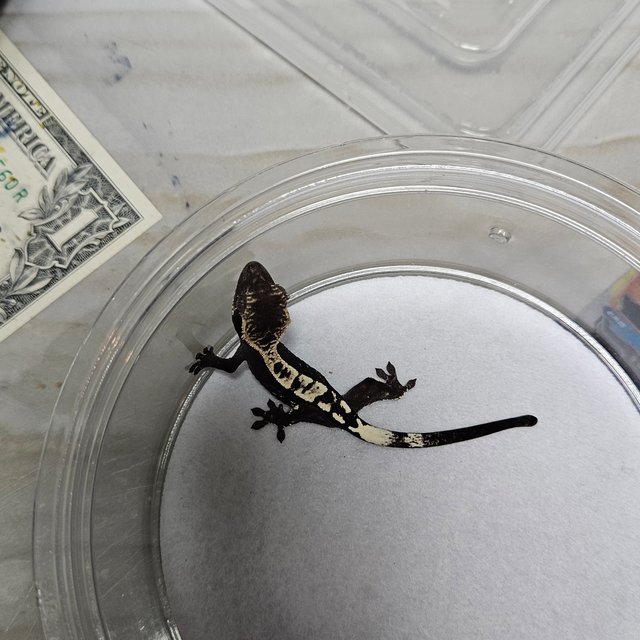 카푸치노 아잔틱