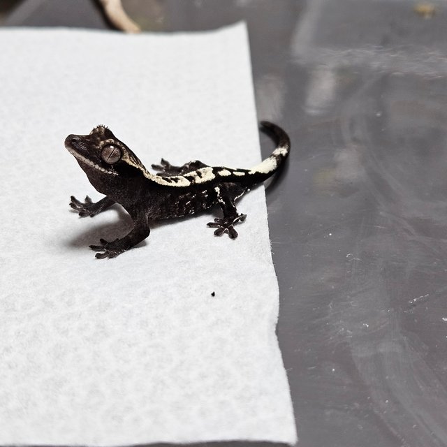 카푸치노 아잔틱