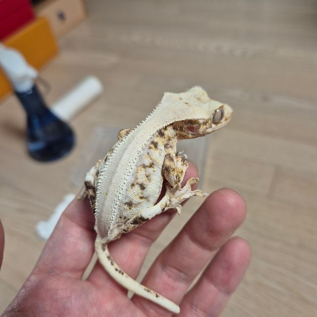 릴리화이트