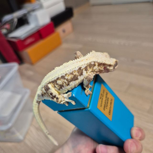 릴리화이트