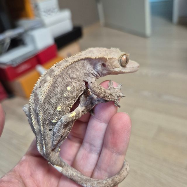 카푸치노