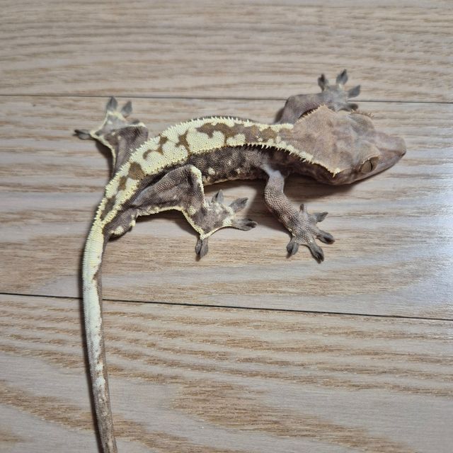 카푸치노