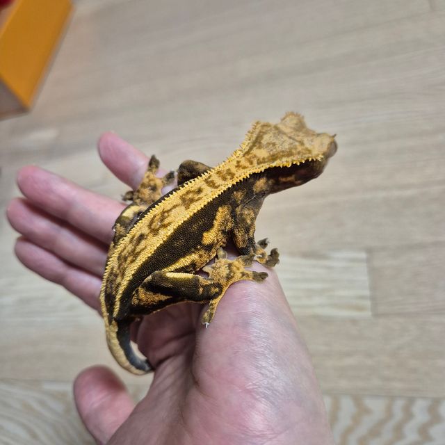 다크 쿼드