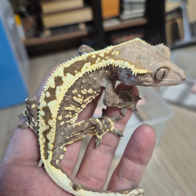 카푸치노