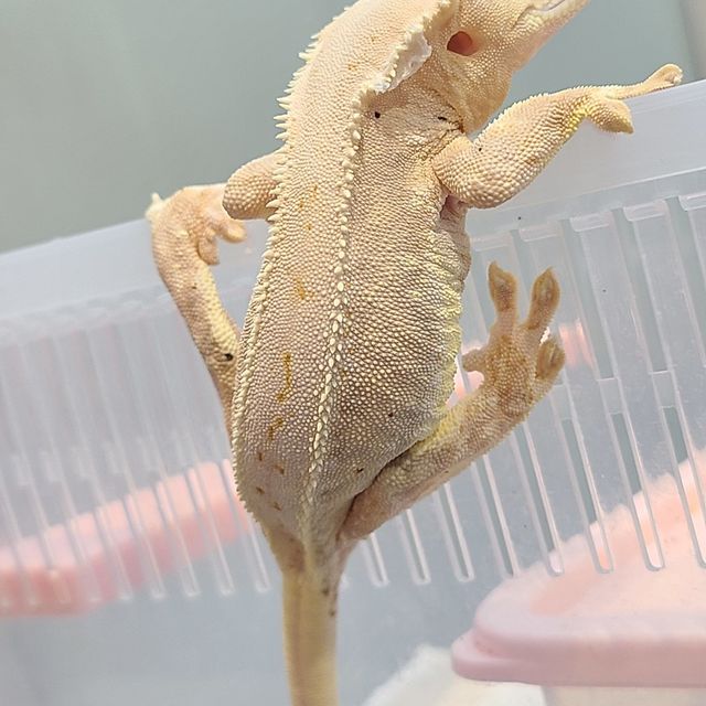 릴리화이트
