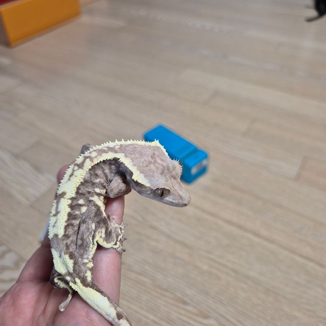 카푸치노