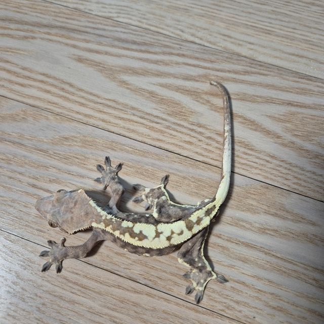 카푸치노