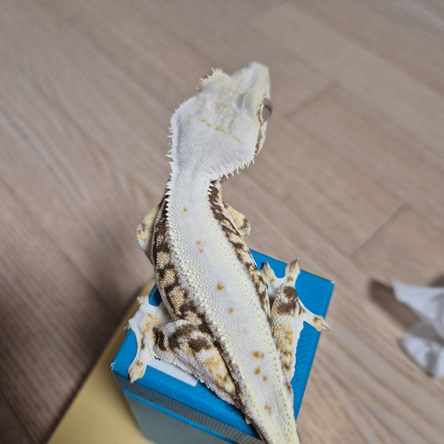 릴리화이트