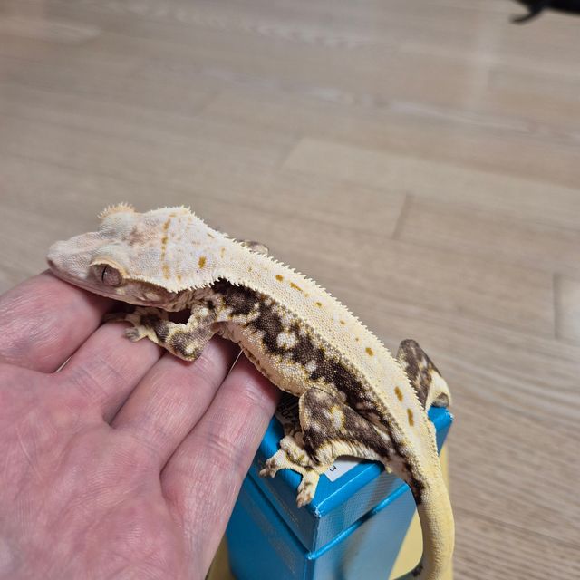 릴리화이트