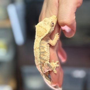 트라이 익스트림할리퀸