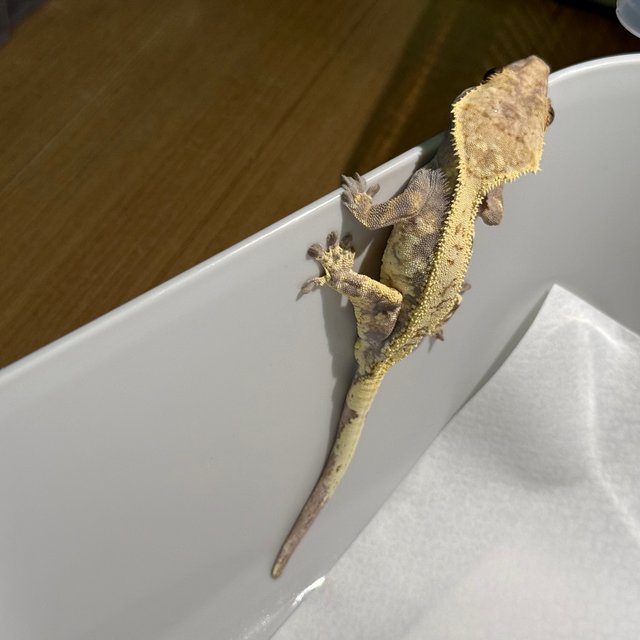 드리피 화이트 카푸치노