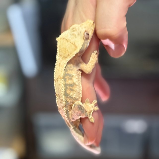 트라이 익스트림할리퀸