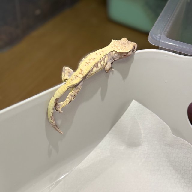 드리피 화이트 카푸치노