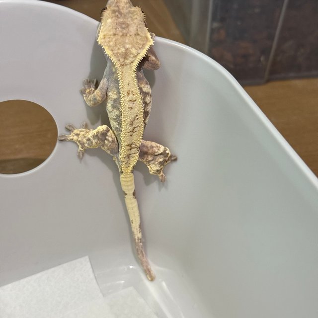 드리피 화이트 카푸치노