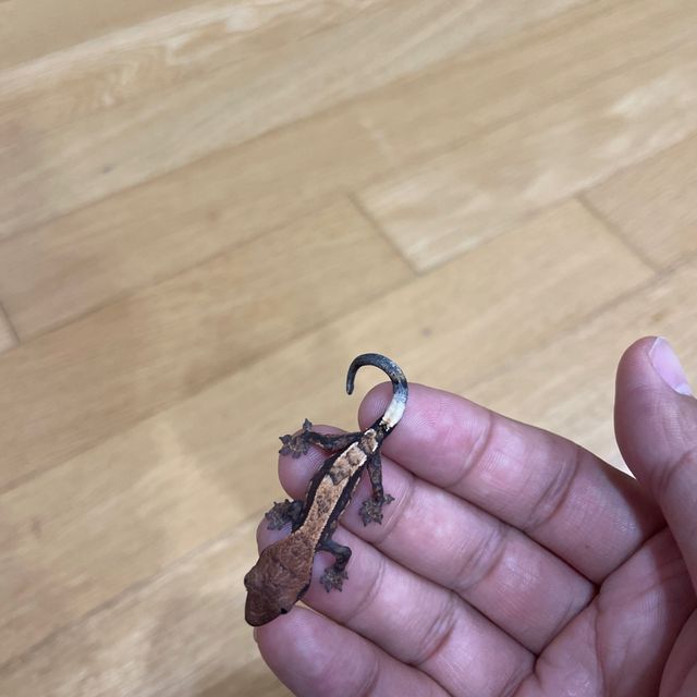세이블
