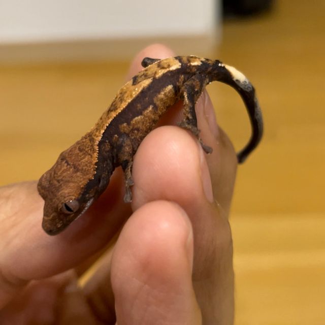 세이블