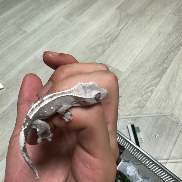 아잔틱 화이트포트홀