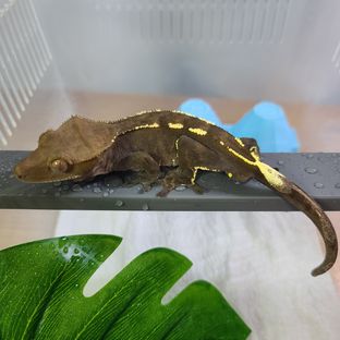 찰리