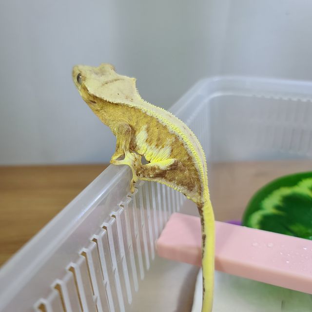 릴리화이트