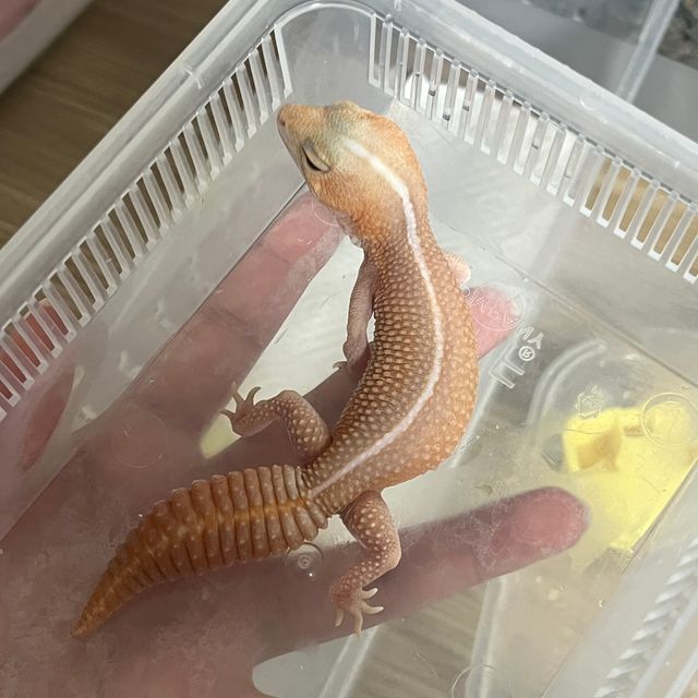 아멜라니스틱 패턴리스