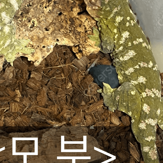 누아미 파인아일랜드