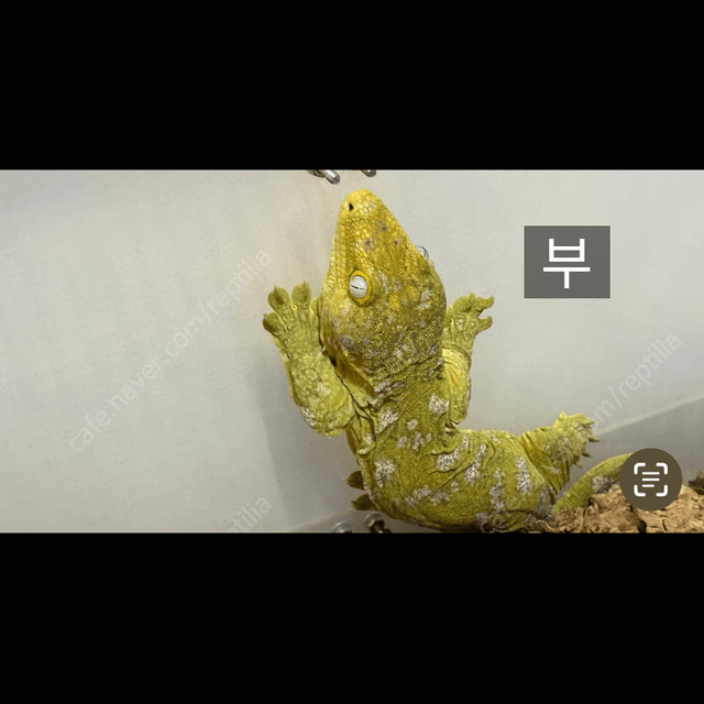 누아미 파인아일랜드