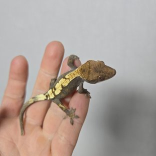 카푸치노 세이블