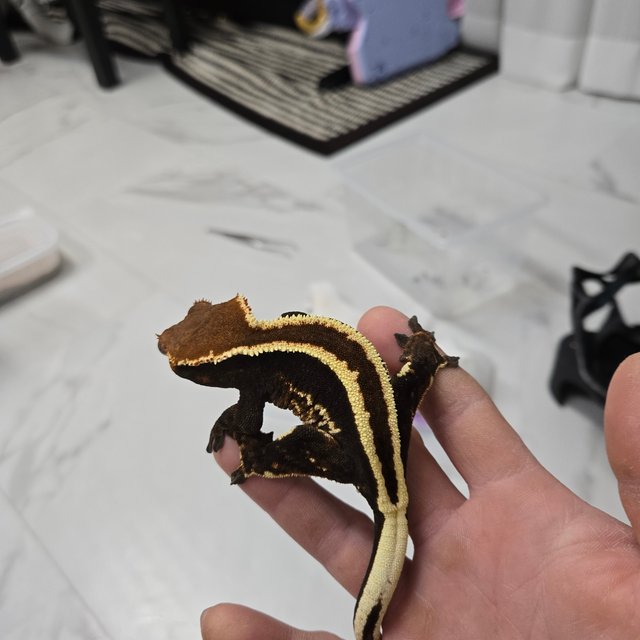 카푸치노 슈퍼스트라이프