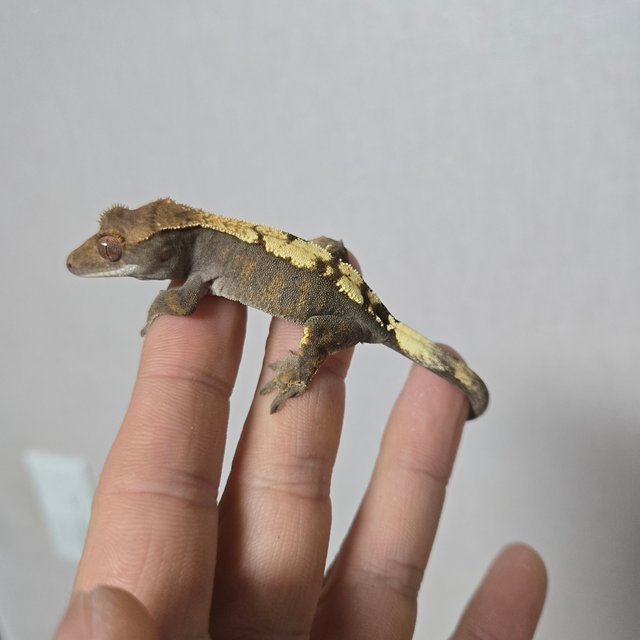 카푸치노 세이블