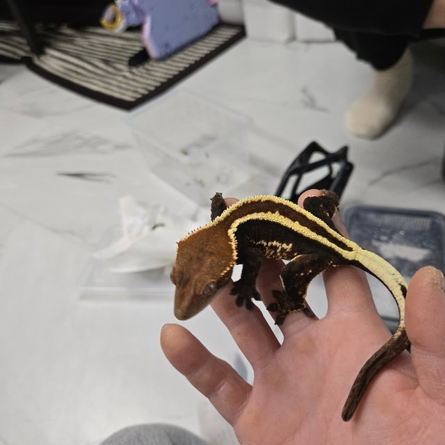 카푸치노 슈퍼스트라이프