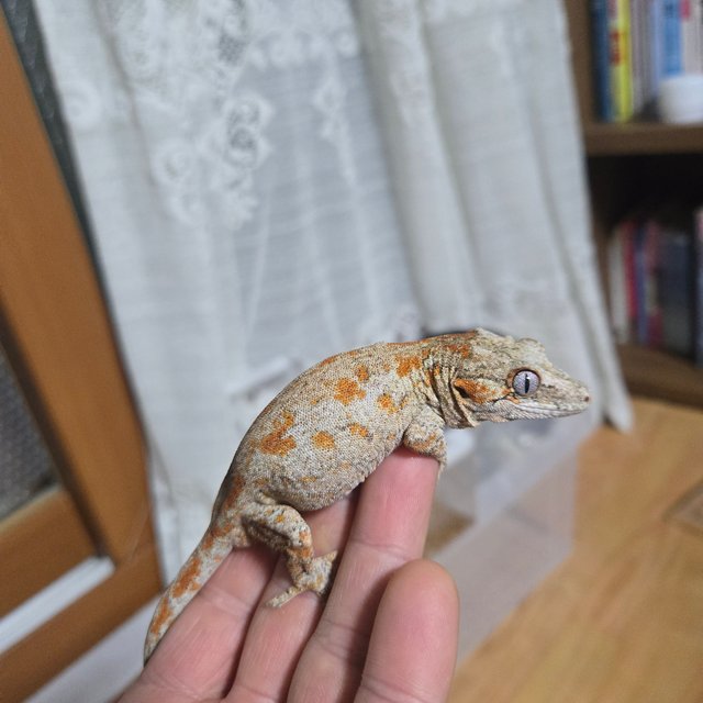 오렌지 블로치드