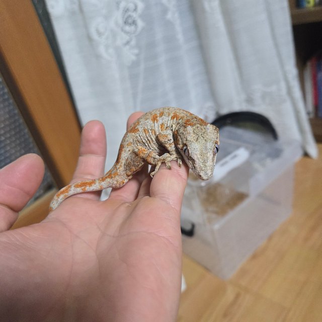 오렌지 블로치드