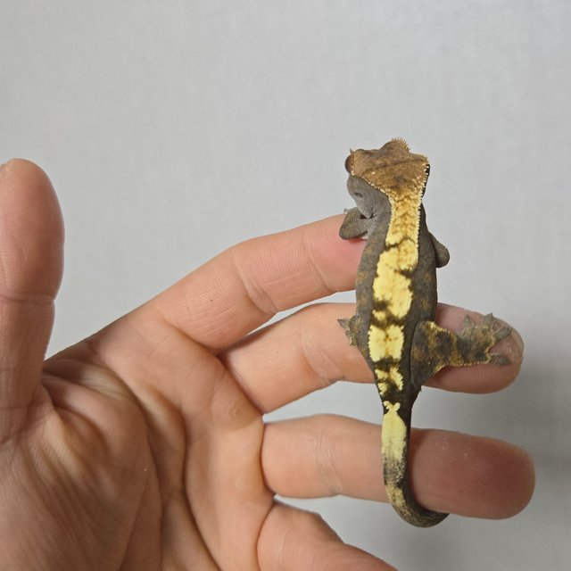 카푸치노 세이블