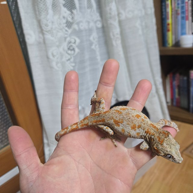 오렌지 블로치드