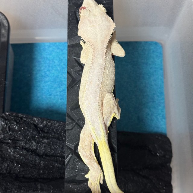 릴리화이트 팬텀