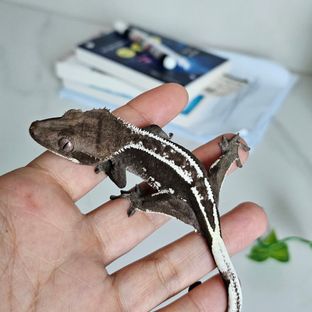아잔틱