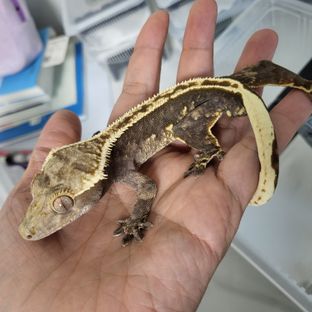 100%헷아잔틱