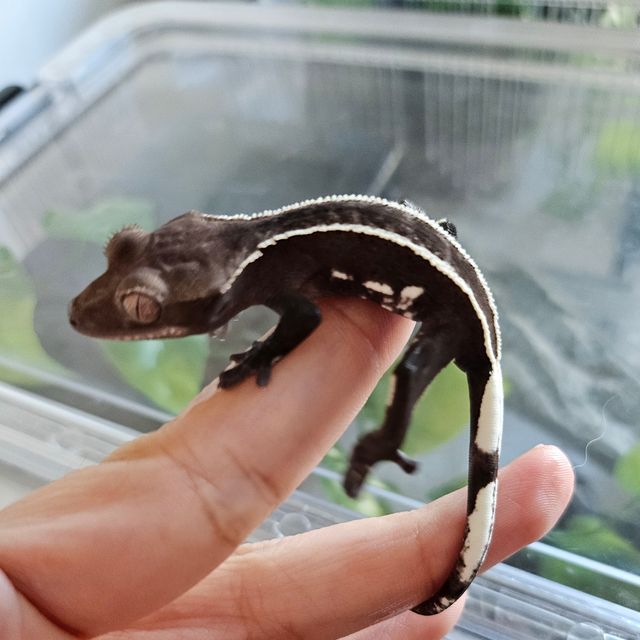 아잔틱