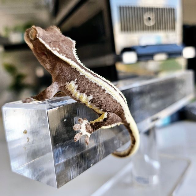 릴잔틱